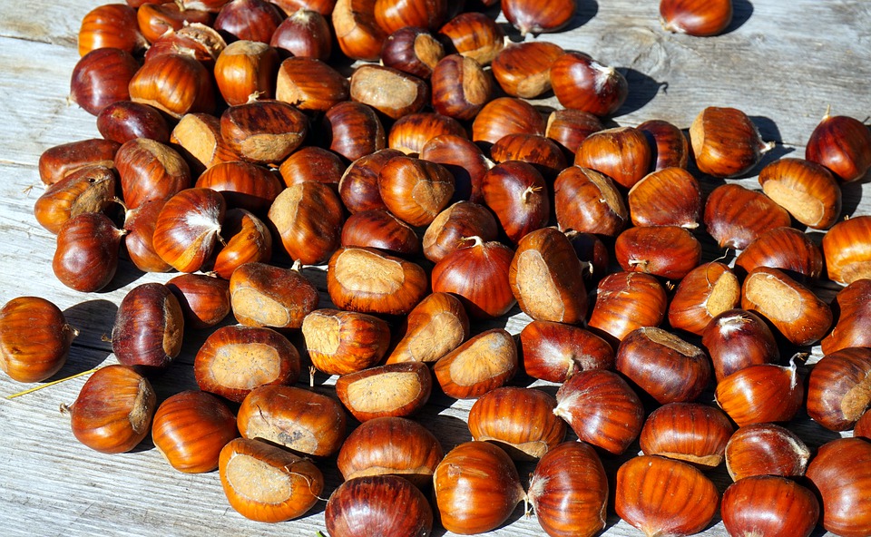 chestnut-4507908_960_720.jpg
